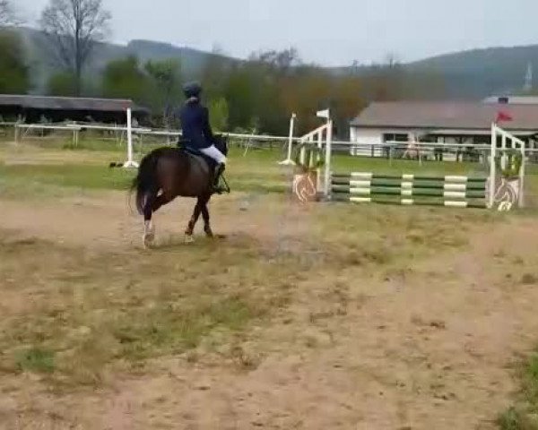 Video of Sandfield's Tigo Bay