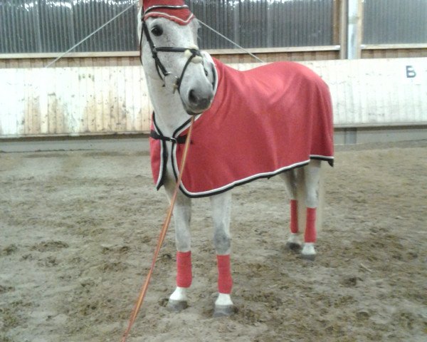 Pferd Casanova Chacal (Oldenburger, 1999, von Carolus II)