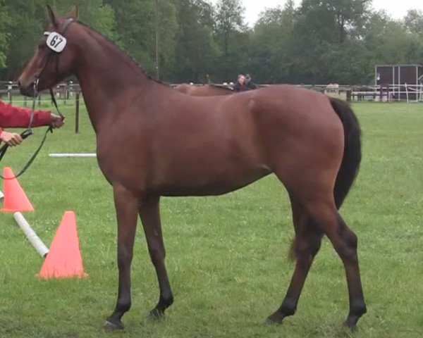 horse Stute von Cassini (German Riding Pony, 2014, from Cassini)
