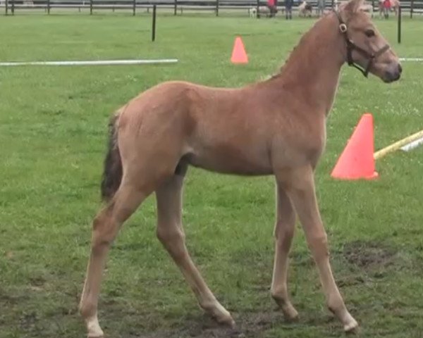 horse Hengst von Cassini (German Riding Pony, 2014, from Cassini)