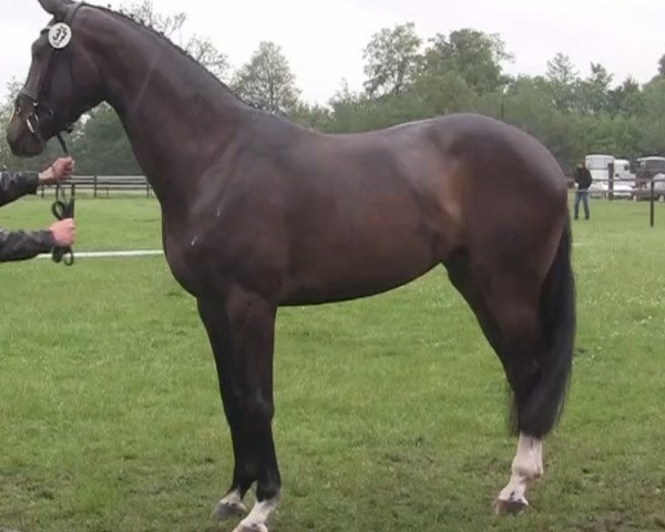 Zuchtstute Balous Rubina (Westfale, 2011, von Balous Bellini)
