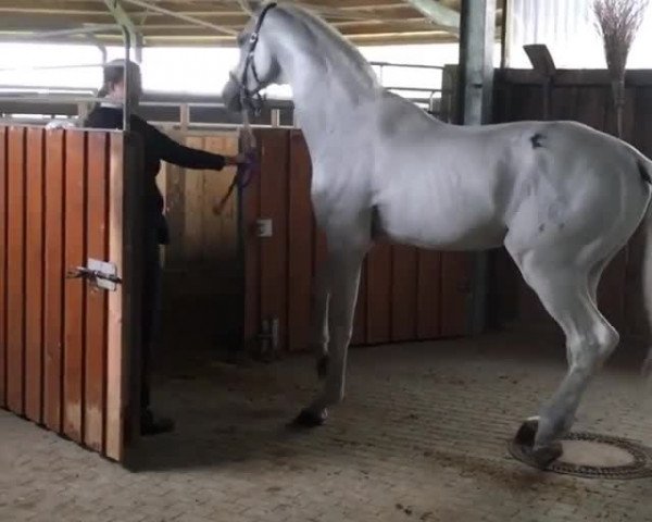 Video von Corrado I