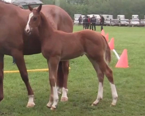 horse Apicco (Westphalian, 2014, from Apache)