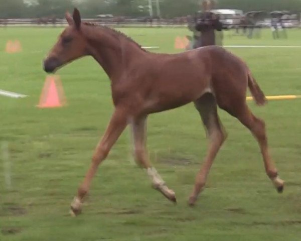 dressage horse Ronja (Westphalian, 2014, from Riccio) dressage horse Ronja (Westphalian, 2014, from Riccio)