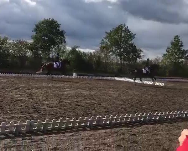 Video of Djasim