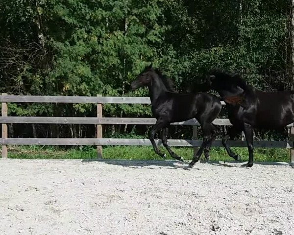 Video of Down Under Rf