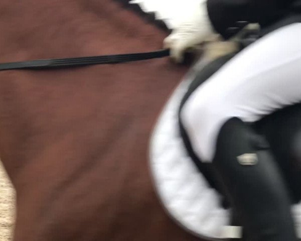 Reitturnier Gut Riedhausen 2017
