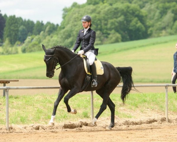 broodmare Scarlett Rose (Oldenburg, 2007, from Sandro Hit)