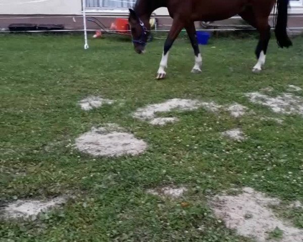 Video of Converse