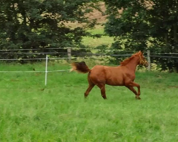 Video of Codex S