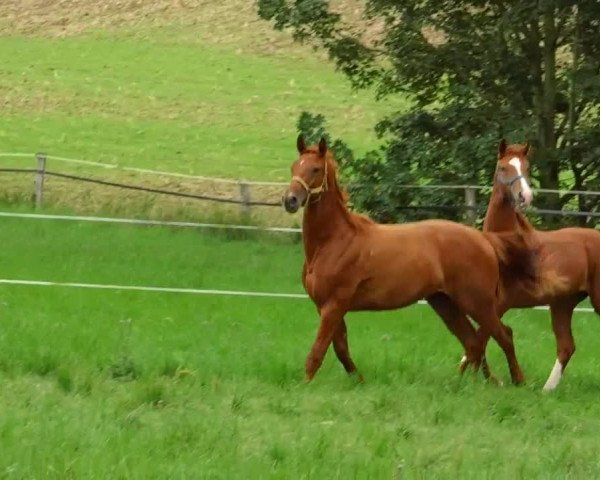 Video of Codex S