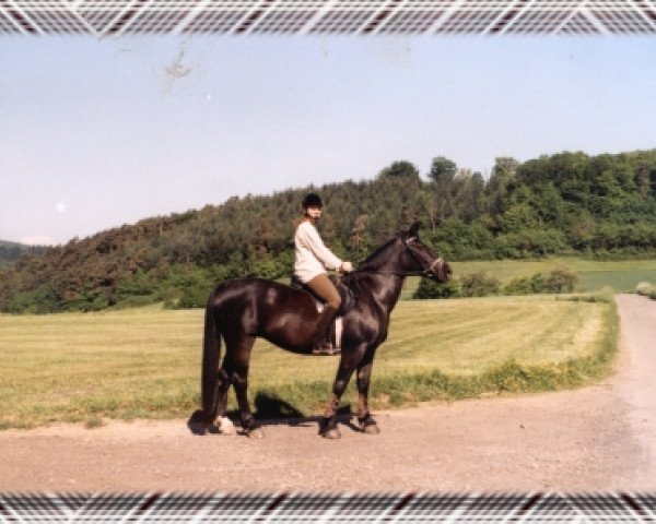 broodmare Halka S 26020 (Heavy Warmblood, 1980, from Eros Mo 1222)