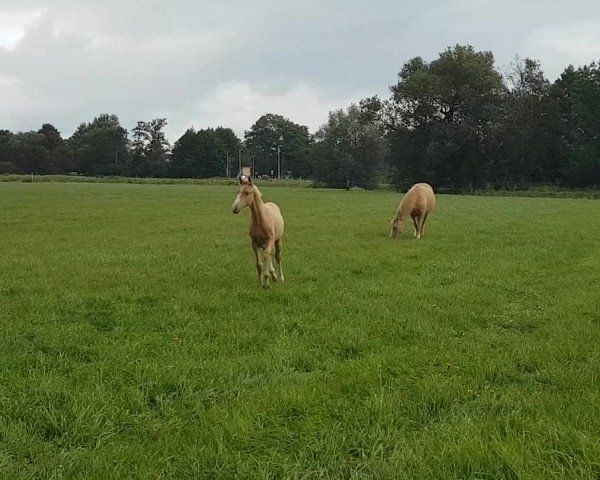 Video of Melli's Glueckskeks