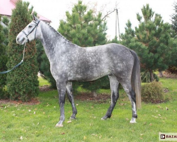 Pferd Clitschko 5 (Holsteiner, 2005, von Calato)