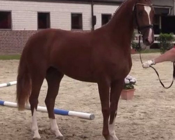 Dressurpferd Despinosa (Westfale, 2011, von De Niro)