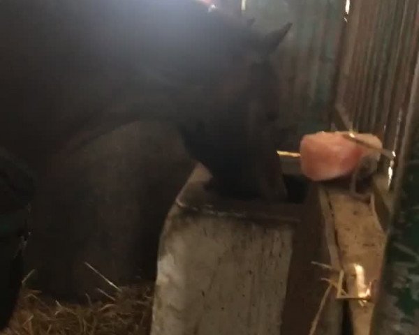 Video von Fabo San