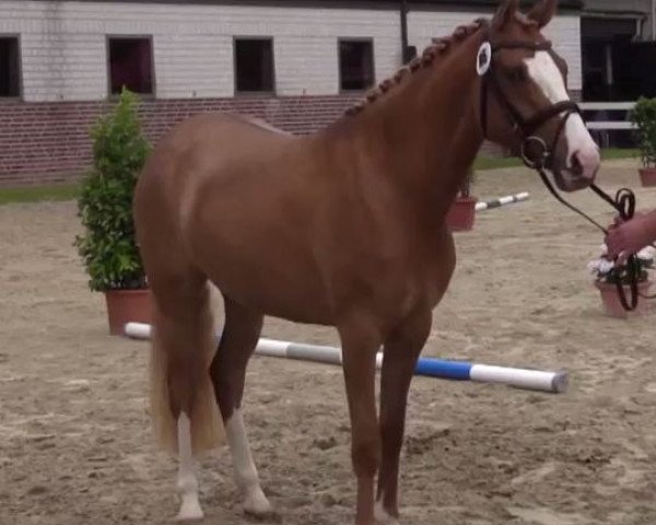 broodmare Donna Carolina (German Riding Pony, 2011, from FS Don't Worry)
