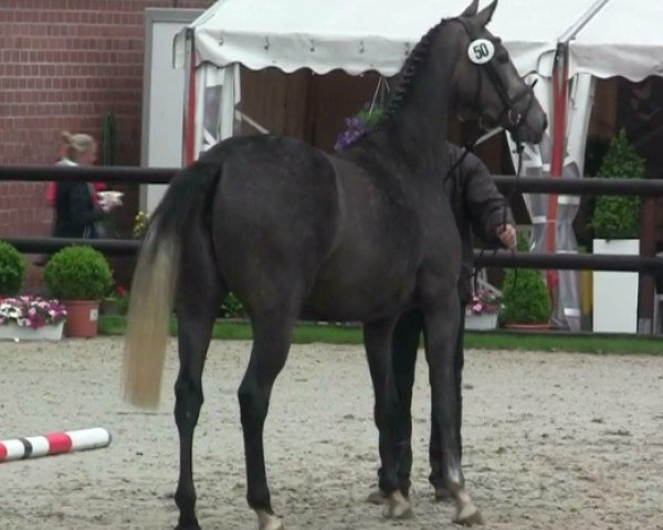broodmare Collier Deluxe (Westphalian, 2011, from Colbert GTI)