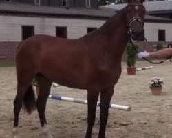 broodmare Carissma (Westphalian, 2011, from Congress)