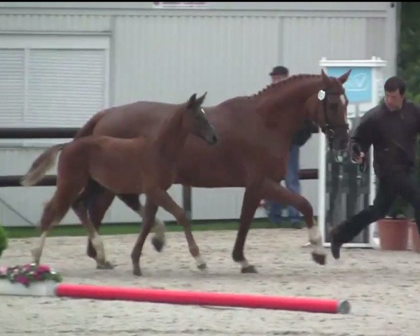horse Hengst von Hermes de Lux (Westphalian, 2014, from Hermes de Lux)