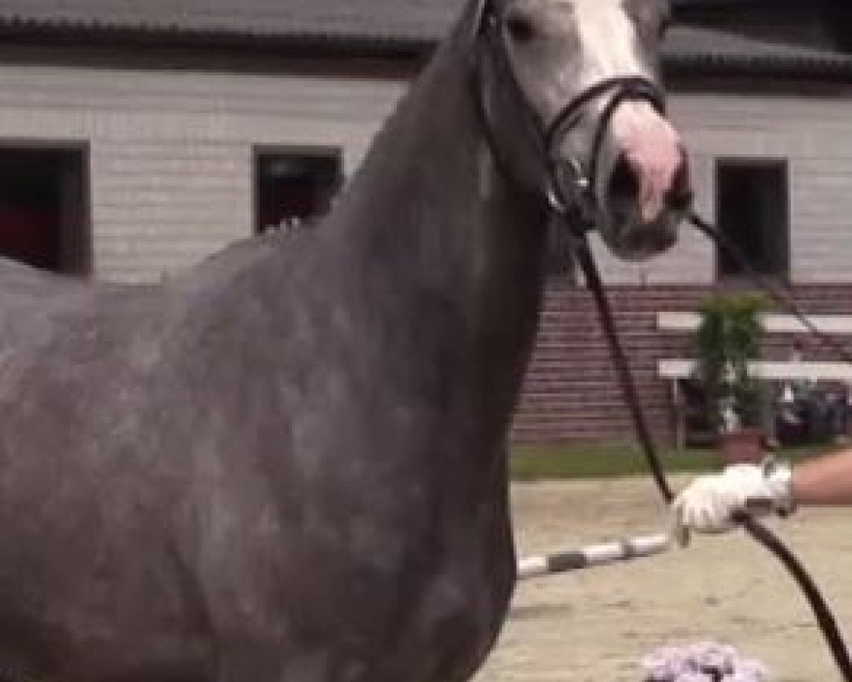 horse Celest (Westphalian, 2011, from Camax L)