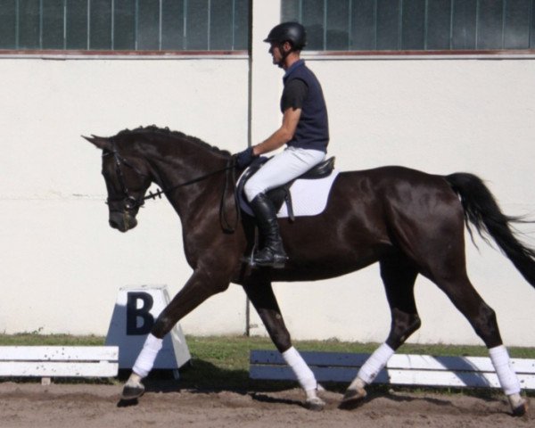 Pferd Sonnenglanz (Trakehner, 2010, von Delikat)