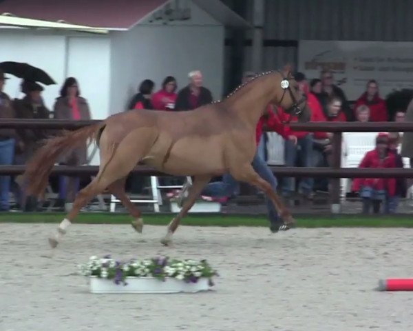broodmare Dolores BE (German Riding Pony, 2011, from Dornik B)