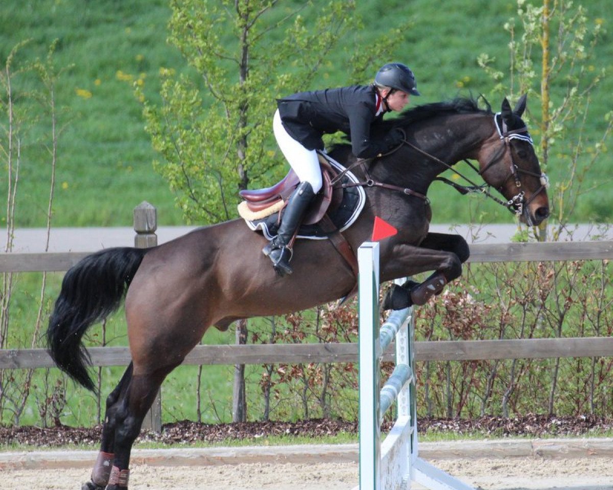 jumper Quick-Jack (KWPN (Royal Dutch Sporthorse), 2000, from Quick Star)
