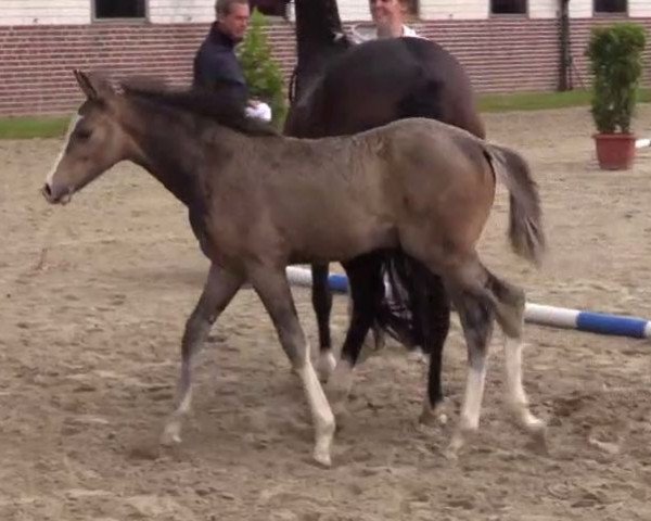 dressage horse Top Cleo (German Riding Pony, 2014, from Top Christobell)