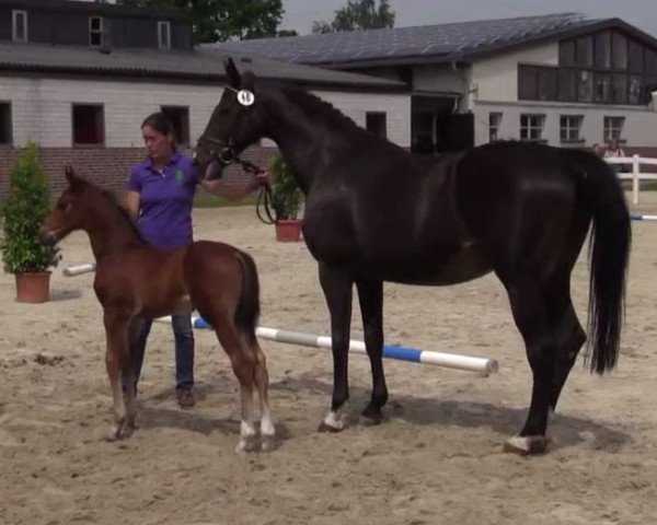 horse Hengst von Dibadu L (Westphalian, 2014, from Dibadu L)