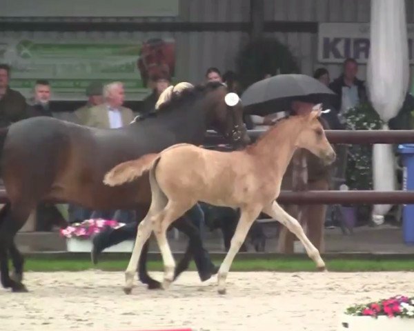 Dressurpferd Derbysieger JSO (Westfale, 2014, von Dimension AT NRW)