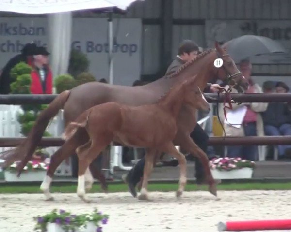 Pferd Toffino (Deutsches Reitpony, 2014, von Fleedwood WV)
