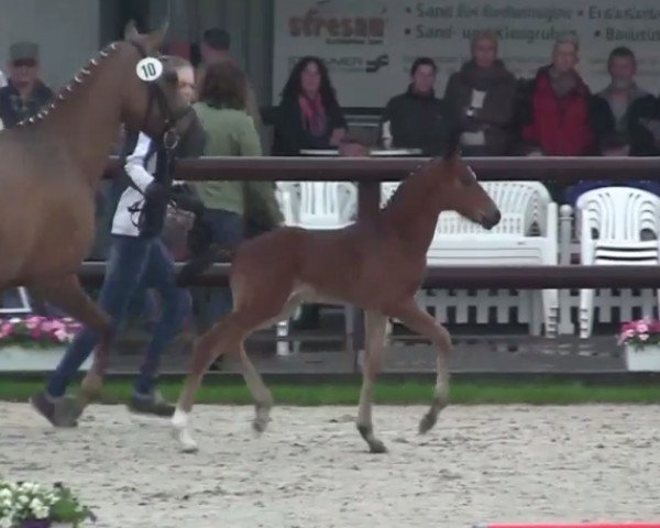 dressage horse Doctor Mo (German Riding Pony, 2014, from Dance Star AT NRW)