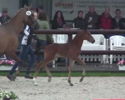Dressurpferd Doctor Mo (Deutsches Reitpony, 2014, von Dance Star AT NRW)