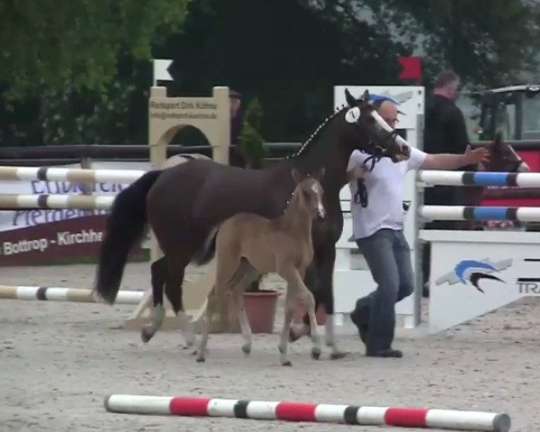dressage horse Golden Girl 175 (German Riding Pony, 2014, from Going East)