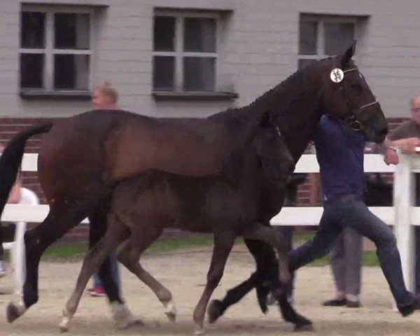 Springpferd Dark Princess 6 (Westfale, 2014, von Dibadu L)