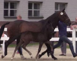 Springpferd Dark Princess 6 (Westfale, 2014, von Dibadu L)