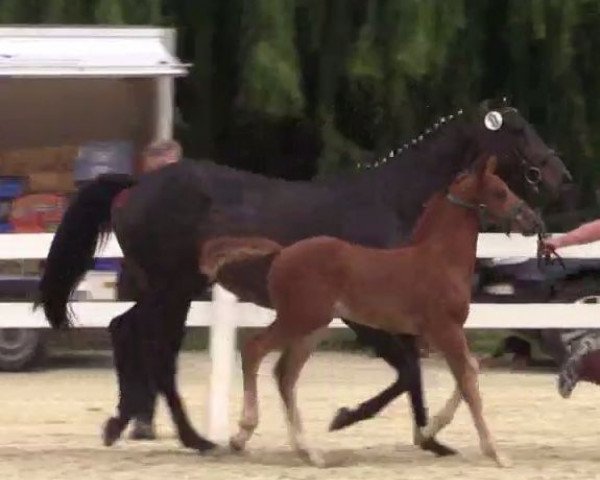 horse Hengst von Dibadu L (Westphalian, 2014, from Dibadu L)