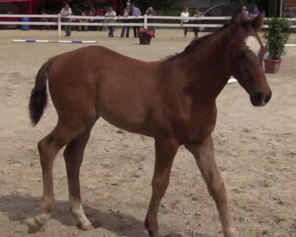 horse Hengst von Balous Diamond (Westphalian, 2014, from Balous Diamond)