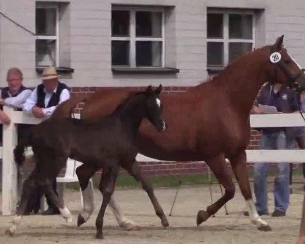 Pferd Beniro (Westfale, 2014, von Benaggio)