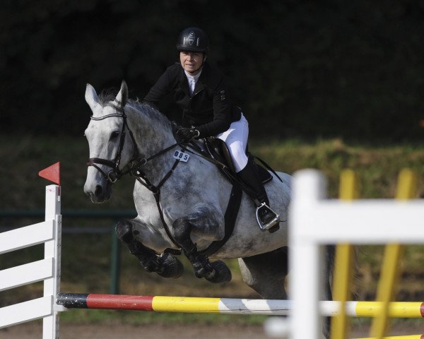 Zuchtstute Birma 3 (Polnisches Warmblut, 2006, von Olivier)