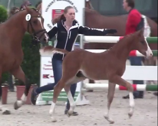 Dressurpferd Duke 329 (Deutsches Reitpony, 2014, von FS Don't Worry)