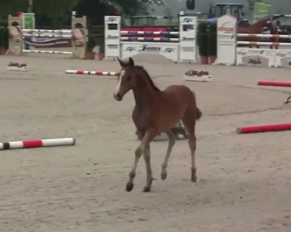 broodmare Charlett (German Riding Pony, 2014, from Fs Numero Uno)