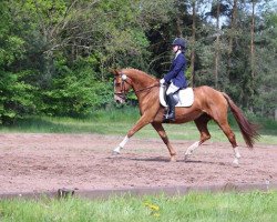 broodmare Alexa (Oldenburg, 2000, from Landor S)