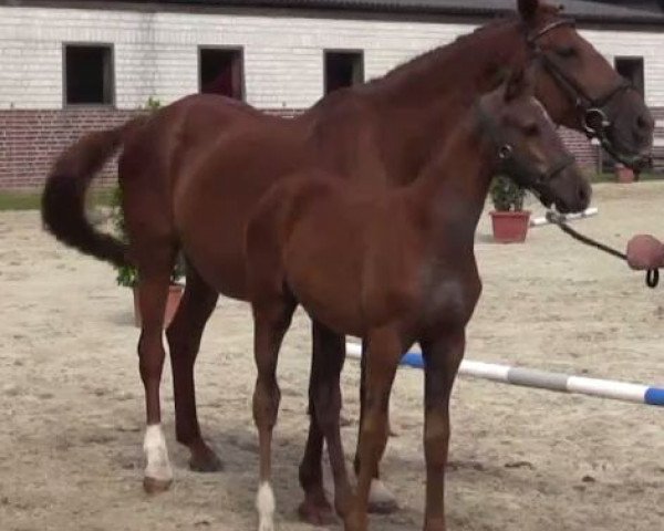 Springpferd Cara Mia 150 (Westfale, 2014, von Camax L)