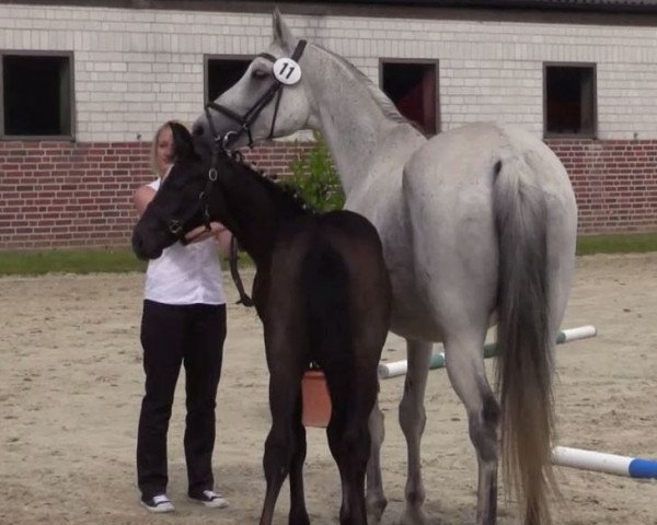 horse Hengst von Dibadu L (Westphalian, 2014, from Dibadu L)