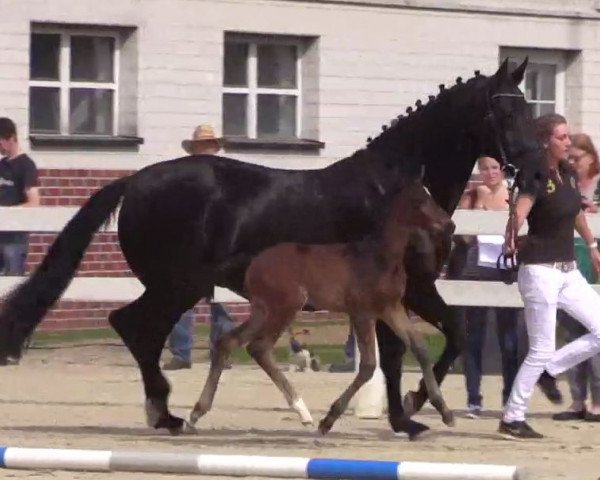 horse Hengst von Vancouver (Westphalian, 2014, from Vancouver L)