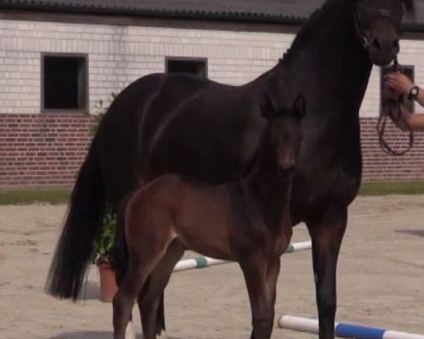 horse Stute von Vancouver (Westphalian, 2014, from Vancouver L)