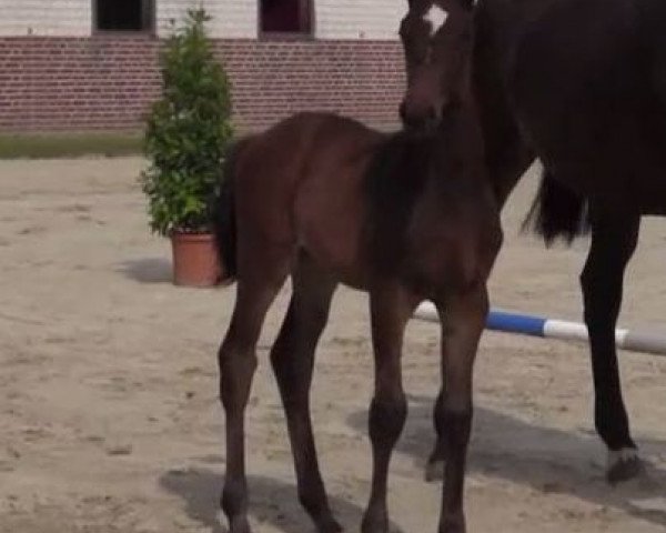 horse Stute von Vancouver (Westphalian, 2014, from Vancouver L)