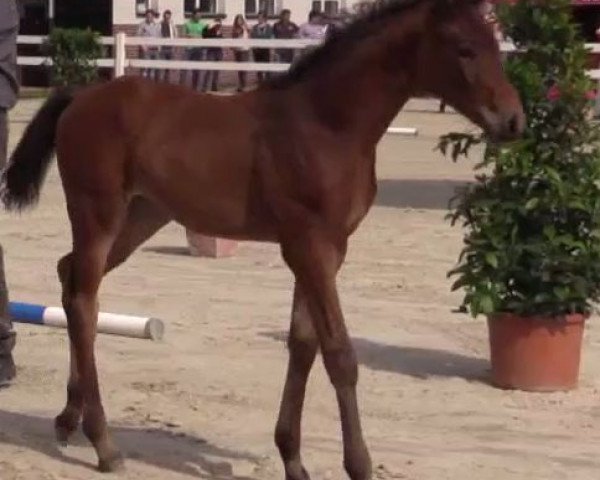 dressage horse Velvet Touch S (Westphalian, 2014, from Vancouver L)